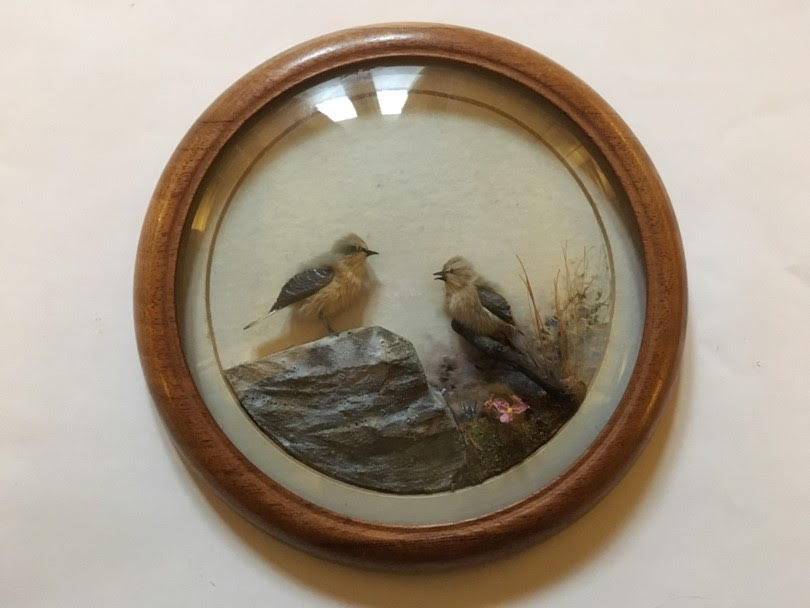Wheatear and Young (5-inch)
